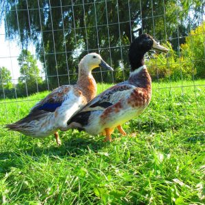 Welsh Harlequin Ducks