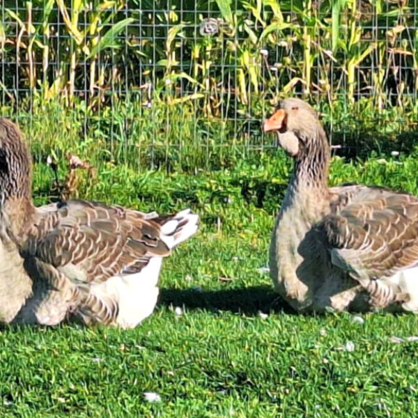 Large Dewlap Toulouse